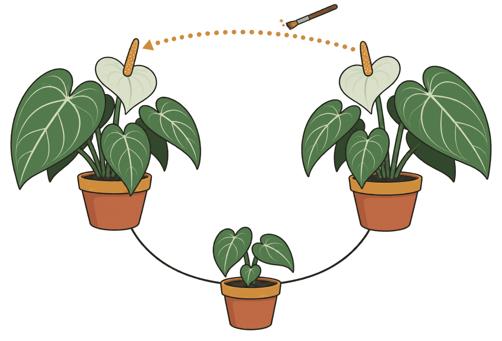 Two flowering anthuriums in terracotta pots, a pollen brush between them, and a seedling below joined to both.