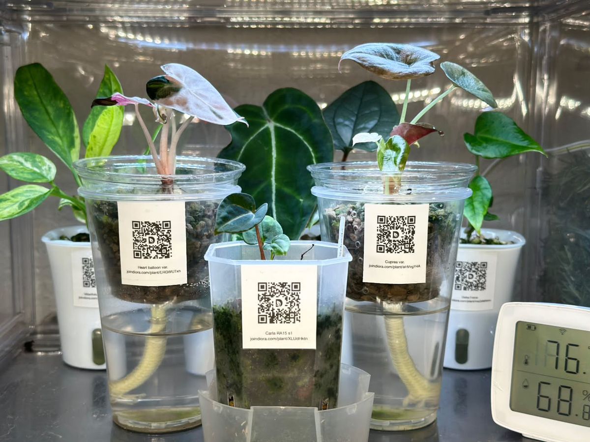 Three clear cups in a grow cabinet, a young plant in each with a printed label on the front, and a thermometer on the shelf beside them.