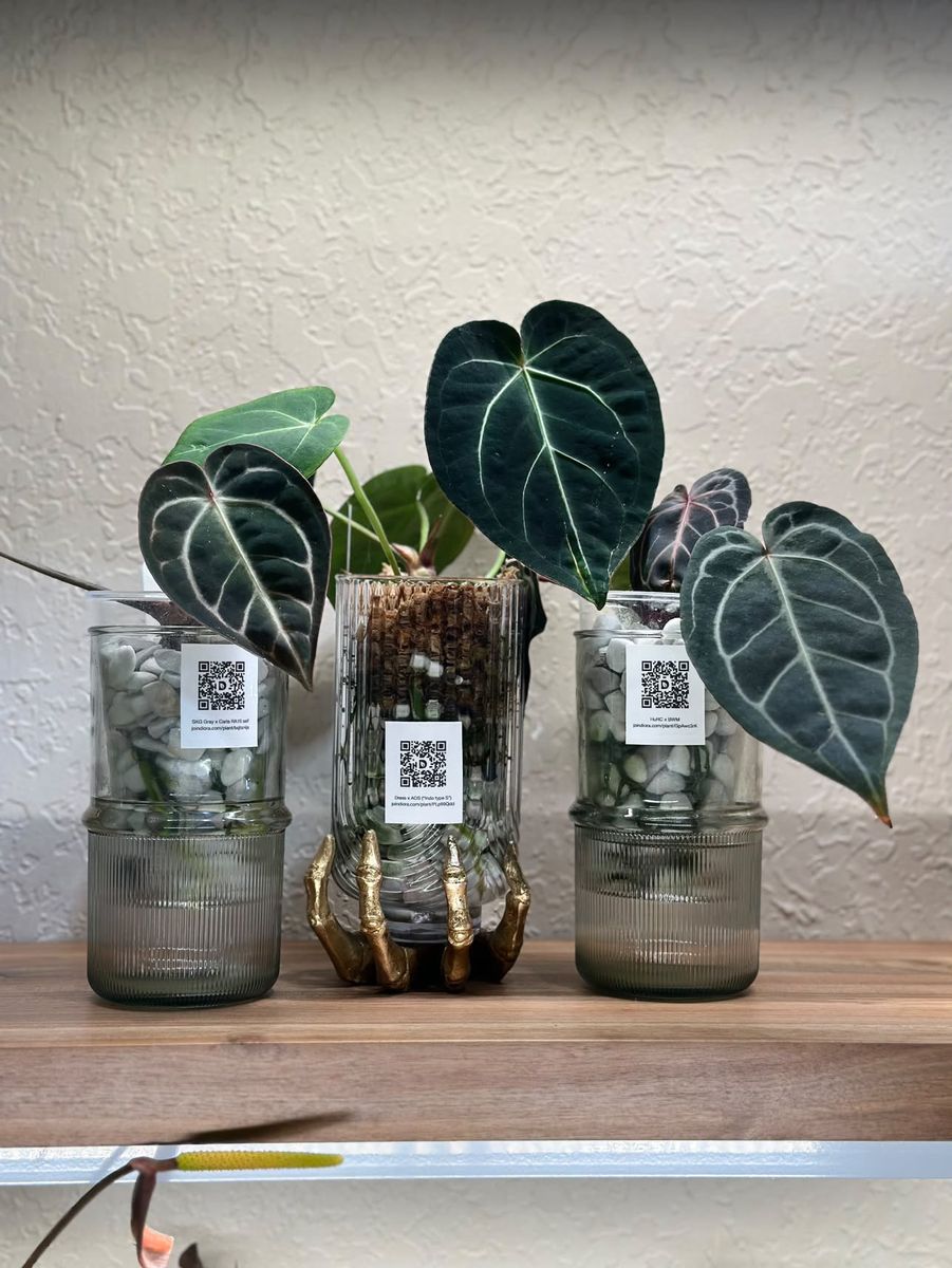 Three glass jars on a wooden shelf, a young Anthurium in each and a label on every jar, the middle jar held in a gold skeleton hand.