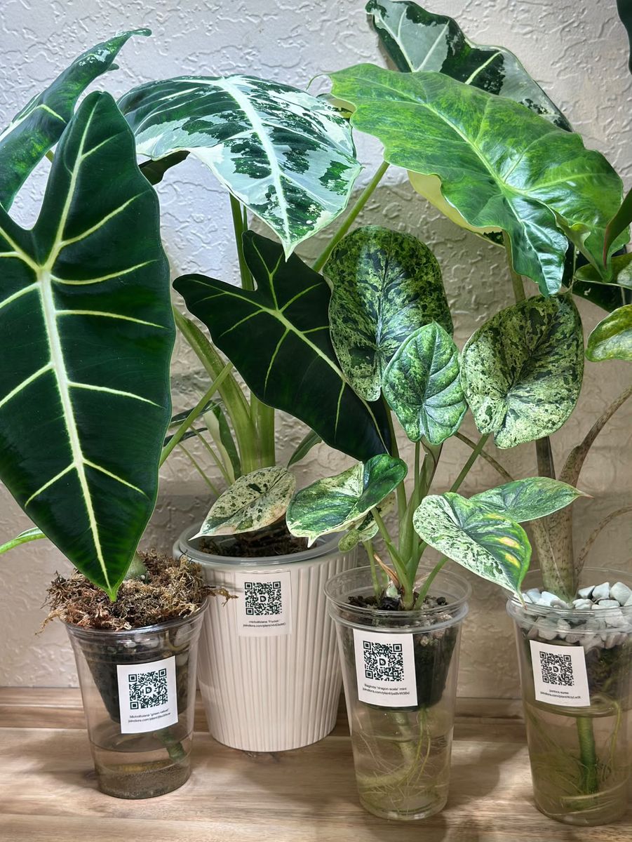 Alocasias in clear cups and a white pot against a textured white wall, a label on each.