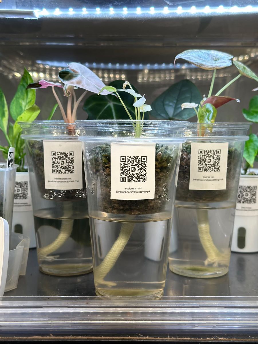 Clear cups of young plants under a grow light, labels facing out and roots showing in the water.