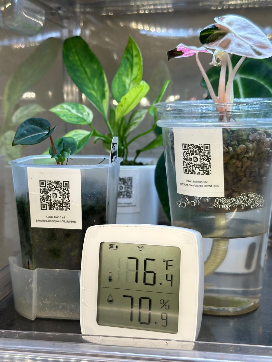 A cabinet shelf with two labelled cups and a thermometer and humidity reader standing in front of them.