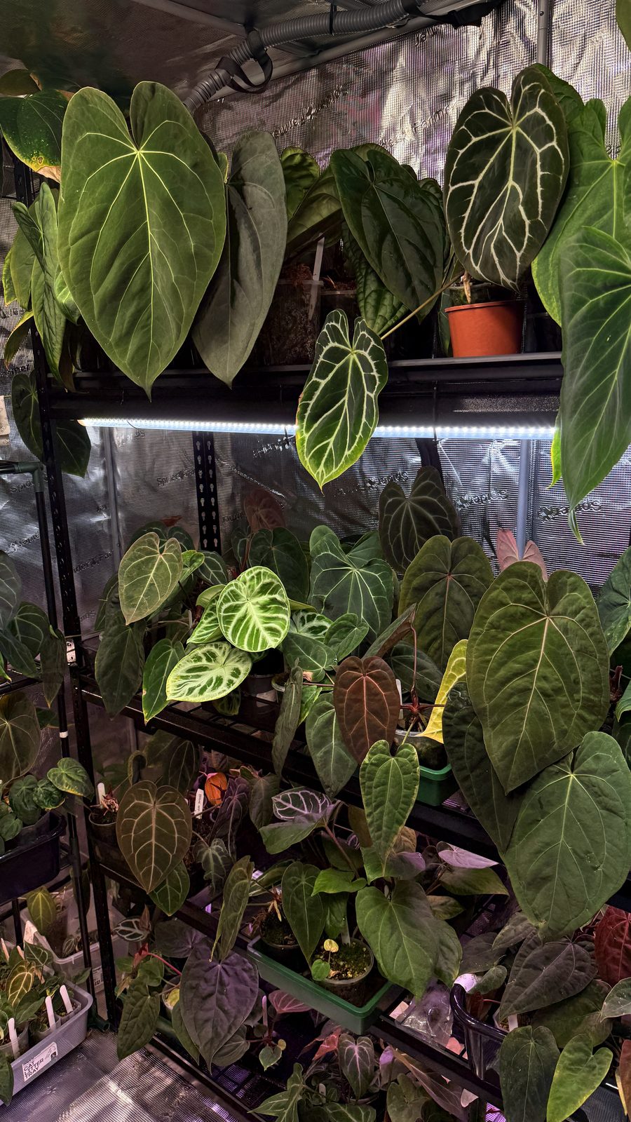 Inside a grow tent: wire shelves of anthuriums with white-veined leaves under a strip light, with clear cups and pots on the shelves below.