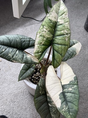 platinum bisma albo, Alocasia, from @brettbolte
