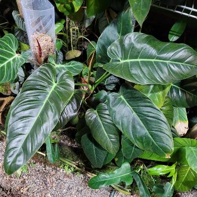 moonlight x Melanochrysum, Philodendron, from @grownbymichelle