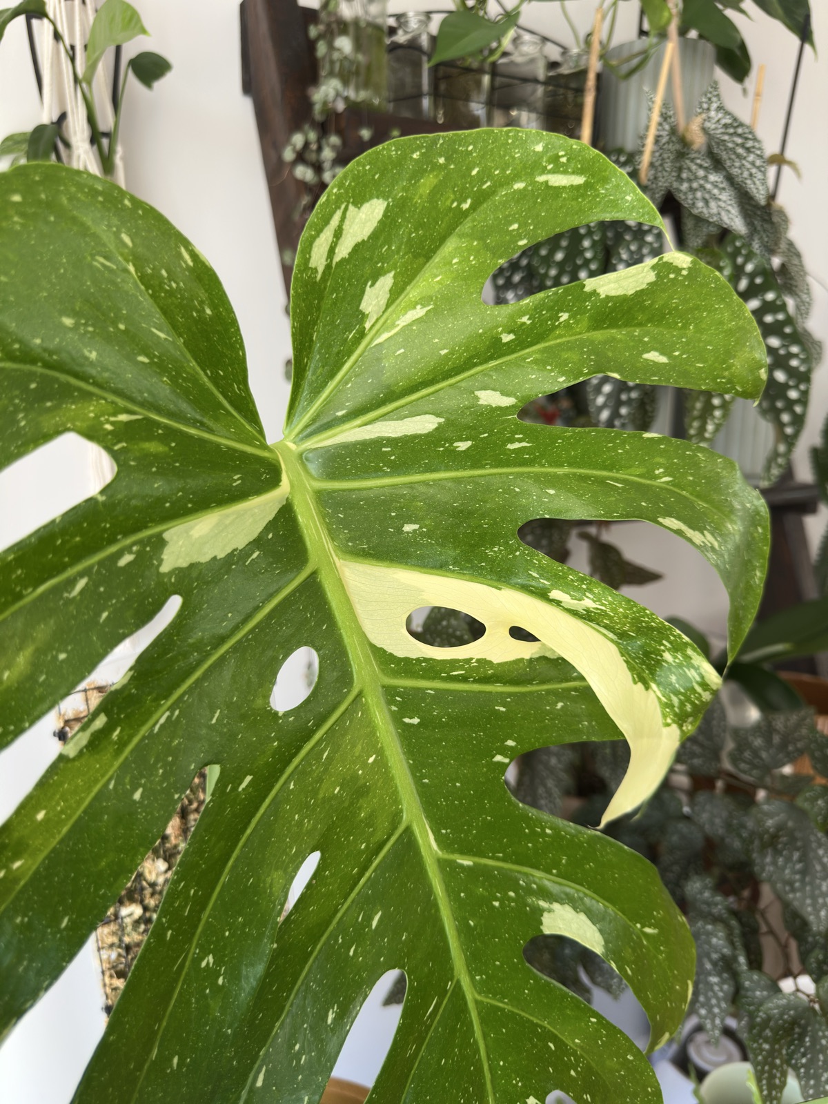 Trying not to get my hopes up but does anyone else see green in green variegation?