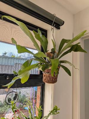 netherlands, Platycerium, from @candiesplanties
