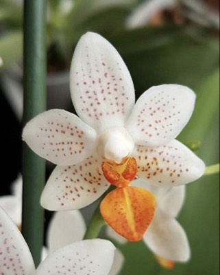 Mini Mark, Orchids, from @asya.orchids