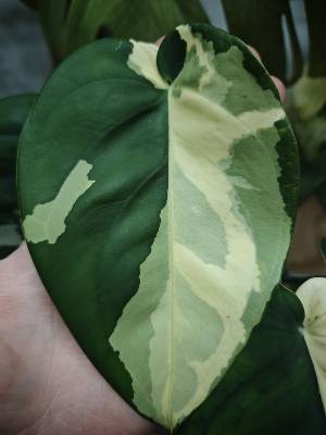 chiapense variegated, Syngonium, from @emzilla