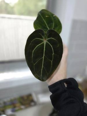 Besseae Aff, Anthurium, from @botanicballerina