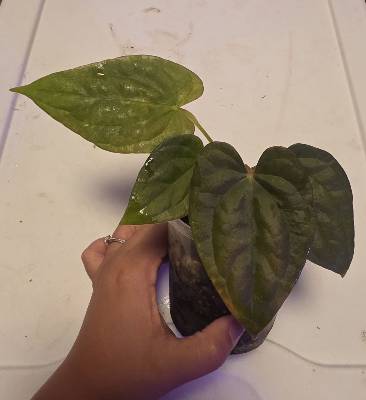 magma, Anthurium, from @anthurimum