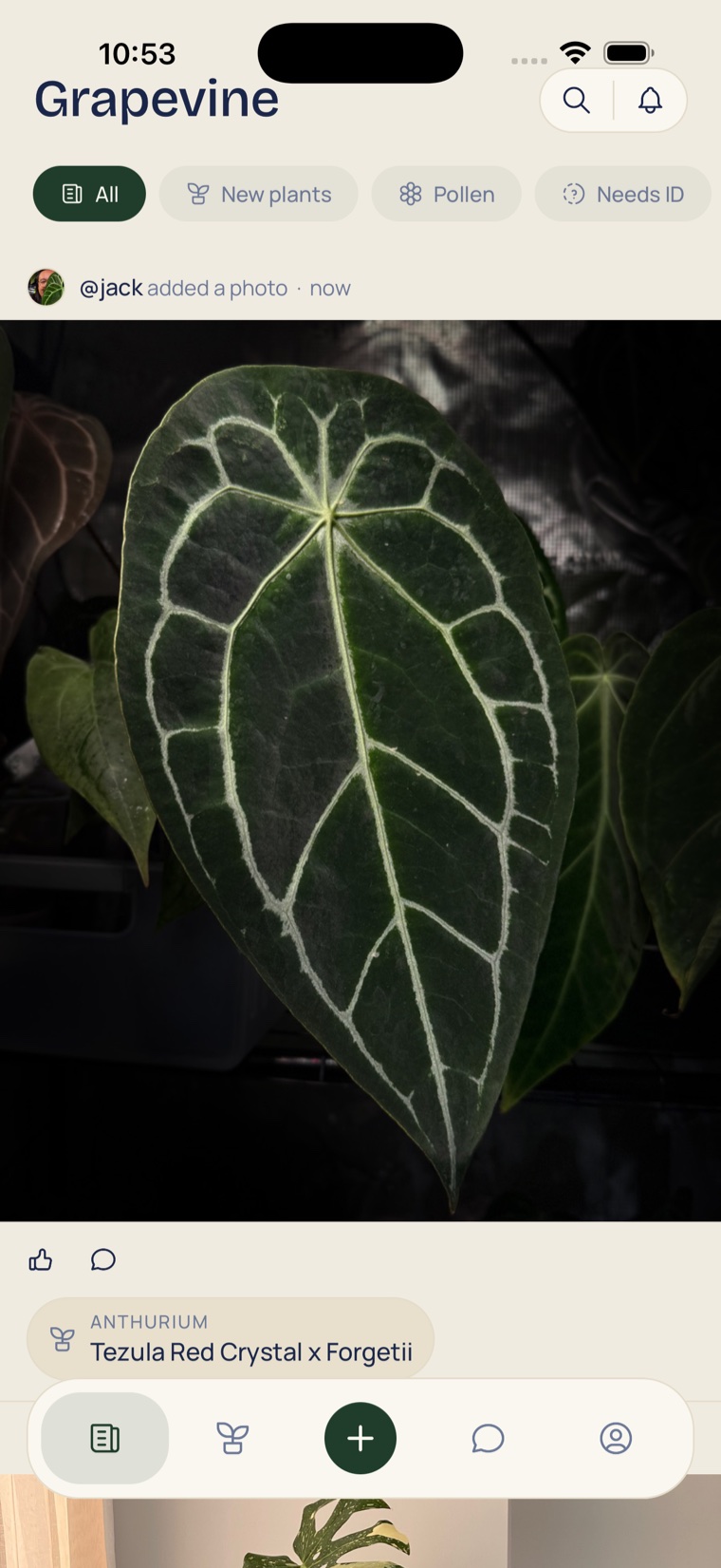 Diora Grapevine feed showing a collector's shared plant photo with genus and name.