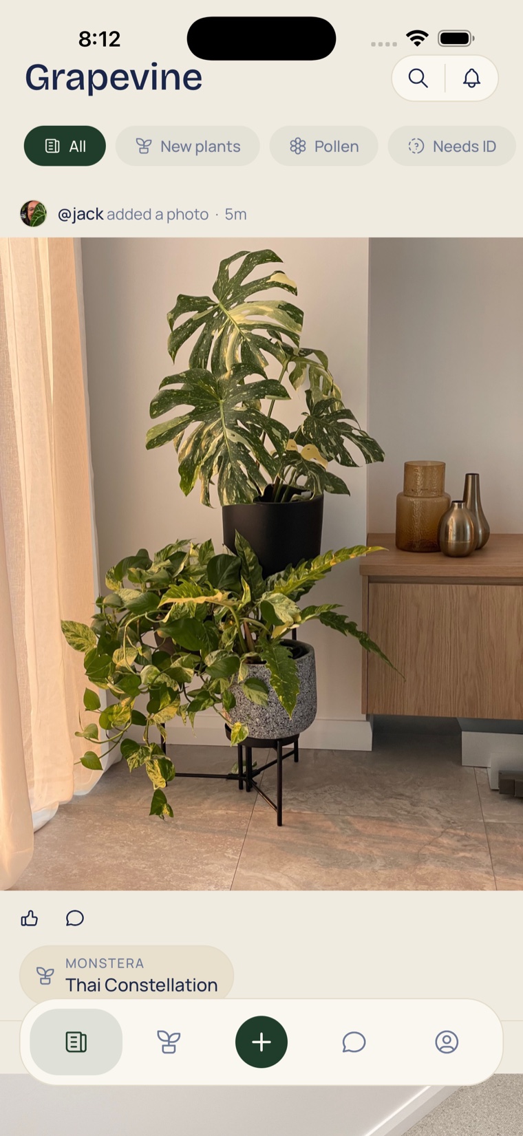 Diora on iPhone: the Grapevine feed showing a Monstera Thai Constellation shared by a collector.